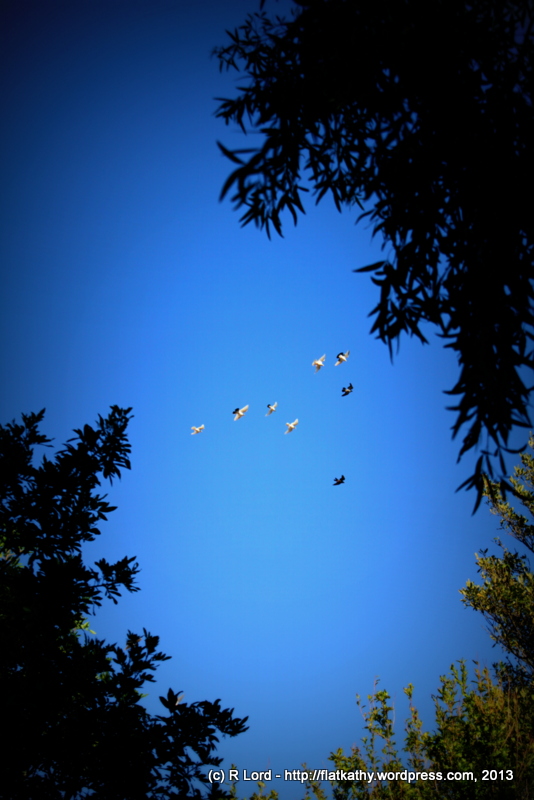 A flock of racing pigeons circles above us